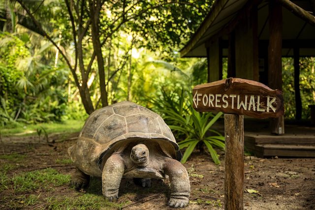 Duurzamer trouwen denis private Island Seychellen schildpad